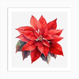 Poinsettia 21 Art Print