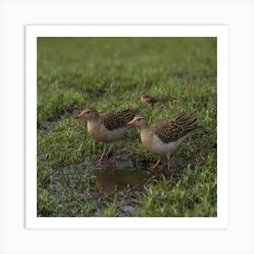 Sandhill Cranes 1 Art Print