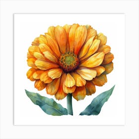 Zinnia Affiche