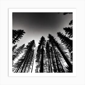 Black And White Forest 6 Art Print