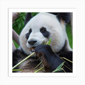 Panda Bear Eating Bamboo Art Print