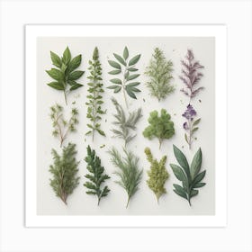 Herbal Harmony Art Print