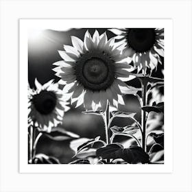 Sunflowers In Black And White Art Print