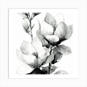 Magnolia 1 Art Print