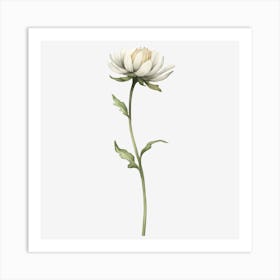 Chrysanthemum Art Print