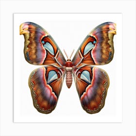 Butterfly of Attacus atlas Art Print