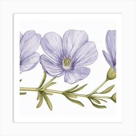 Phlox Art Print