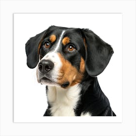 Entlebucher Mountain Dog Portrait Poster