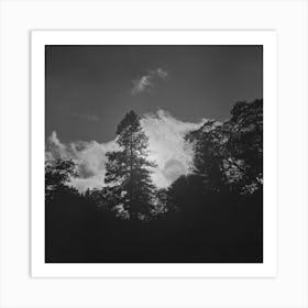 Untitled Photo, Possibly Related To Shasta County, California,Trees And Clouds By Russell Lee Art Print