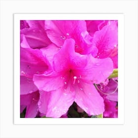 Pink Azaleas 1 Art Print