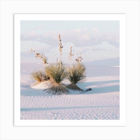 Yucca Plants In Desert Art Print