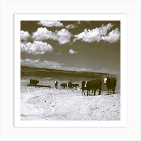 Cows Nevada Art Print