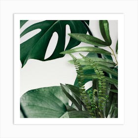 Ferns And Plants Art Print