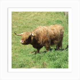 Highland Cow in Scotland Field Countryside  Art Print