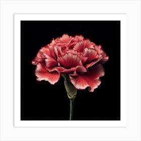 Carnation Art Print