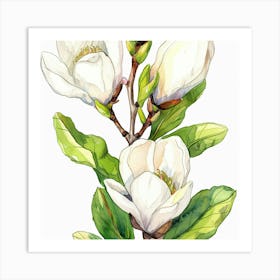 Magnolia Flower Watercolor Painting Art Print