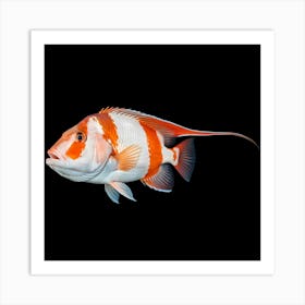 It's a vibrant fish with striking red and white stripes 4 Art Print