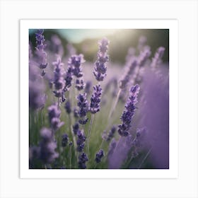 Lavender Field 1 Art Print