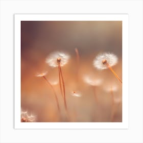 Dandelion 1 Art Print