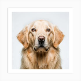 Golden Retriever Portrait Art Print