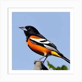 Orioles Art Print