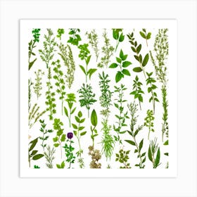 Herbs On White Background 1 Art Print