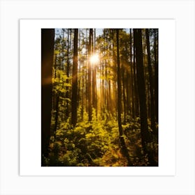 Sun Shining Through A Forest Art Print