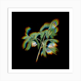 Prism Shift Spaendoncea Tamarandifolia Botanical Illustration on Black n.0086 Art Print