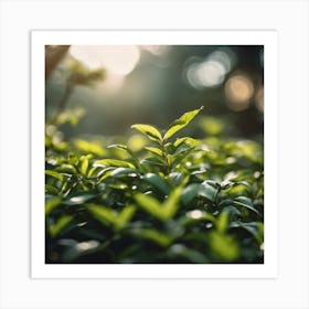 Green Tea Leaves Art Print