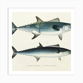 Two Fishes Art Print