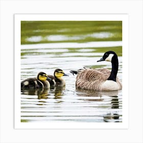 Canadian Geese 8 Art Print