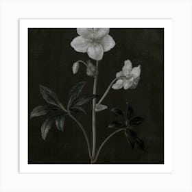 Hellebore Art Print