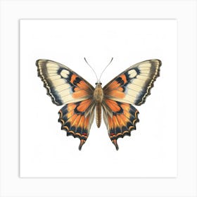 Butterfly 41 Art Print