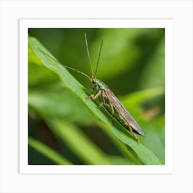 Grasshopper 28 Art Print