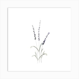 Lavender3 Square Line Art Print