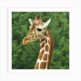 Giraffe Art Print