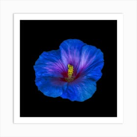 Blue Hibiscus Art Print