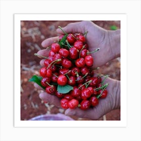 Cherry Picking Art Print