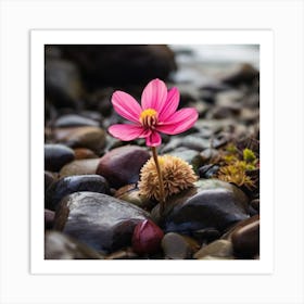 Pink Flower On Rocks Art Print