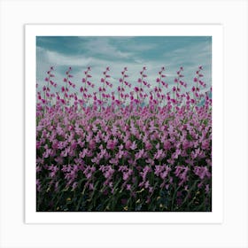 Field Of Pink Flowers Art Print