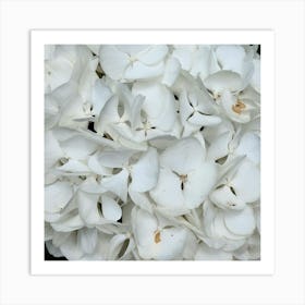 White Hydrangeas Art Print