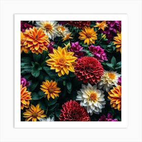 Dahlias Art Print