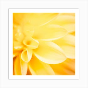 Yellow Dahlia Art Print