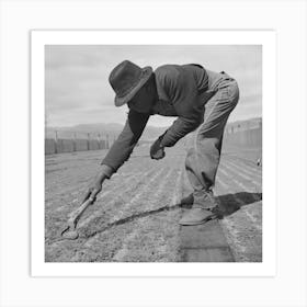 Salinas, California, Weeding Guayule Seedbeds In Nursery By Russell Lee Art Print