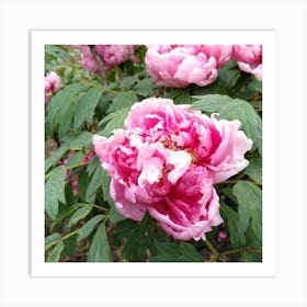 Pink Peonies in Japan 3 Art Print