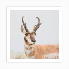 Western Pronghorn Square Art Print