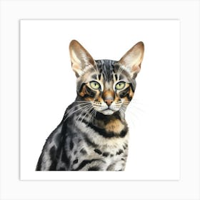 Black Bengal Cat Portrait 3 Art Print