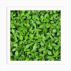 Close Up Of Green Leaves Art Print