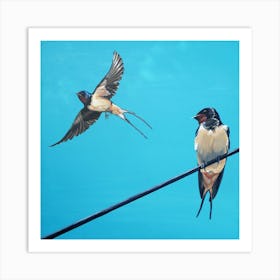 Two Swallows make a Spring Affiche