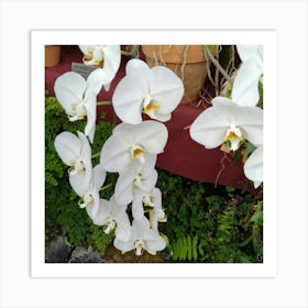 White Orchids 1 Art Print